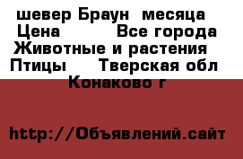 шевер Браун 2месяца › Цена ­ 200 - Все города Животные и растения » Птицы   . Тверская обл.,Конаково г.